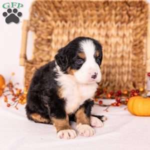Ria, Bernese Mountain Dog Puppy